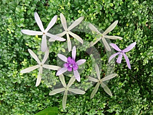 Blossom Purple Wreath, Bluebird Vine flowers on green leaves