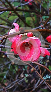 Blossom on a Quince Brush in Burnley Garden