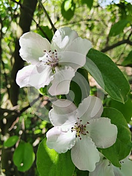 Blossom of quince or cydonia oblonga in a spring