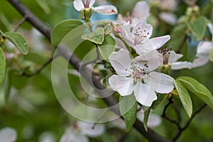 Blossom of quince in late spring, Cydonia oblonga, Shamakhi, Azerbaijan
