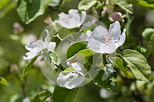 Blossom of quince in late spring, Cydonia oblonga, Shamakhi, Azerbaijan