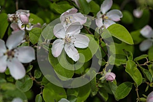 Blossom of quince in late spring, Cydonia oblonga, Shamakhi, Azerbaijan