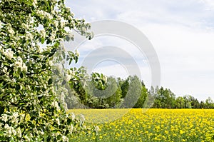 Blossom rapefield field with green and white branches