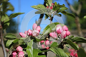 Blossom ready to open apple tree, malus domestica