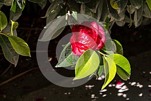 Blossom of red camellia in the nature