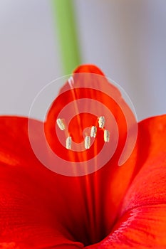 Blossom red flower.in spring. macro shot