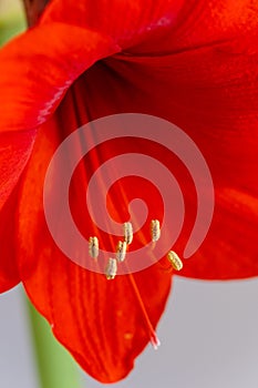 Blossom red flower.in spring. macro shot