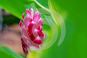 Blossom red ginger flower with leaves on nature background. Alpinia purpurata Vielle. Schum on tree
