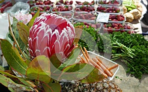 Blossom of a red protea, also called king protea, protea cynaroides between fruits and vegetables at a market in Portugal