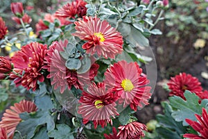 Blossom of red and yellow semidouble Chrysanthemums photo