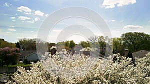 Blossom in a Residential Suburban Neighborhood in the City during a vibrant springtime day. wide shot