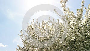 Blossom in a Residential Suburban Neighborhood in the City during a vibrant springtime day. wide view footage