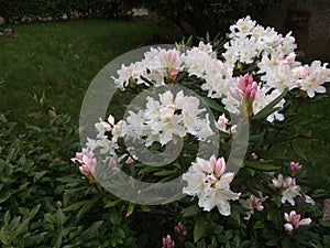 Blossom of rhododendron in garden photo