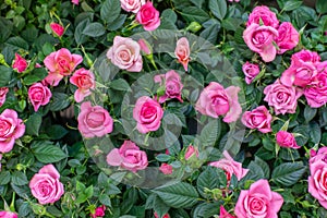 Blossom rose, beautiful fresh bush with pink garden rose flowers. Blooming spray rose, many inflorescences nature background