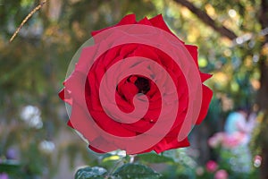 Blossom Rose flower from Generalife Garden of Alhambra Palace in Granada City. Spain.