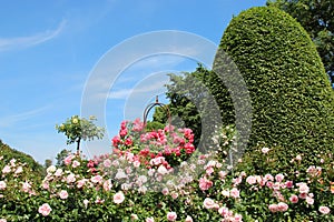 Blossom. Rose Garden With Warm Sunlight And Blue Sky