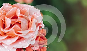 Blossom rose with water drops of rain on green background, flowers for love womens and mothers, fresh beautiful roses closeup