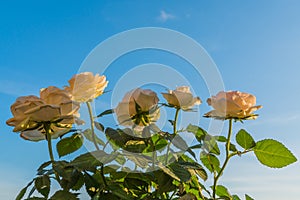 Roses , view from below, under blue sky.