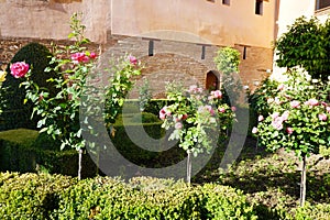 Blossom roses lawn from Generalife Garden of Alhambra Palace in Granada City. Spain.