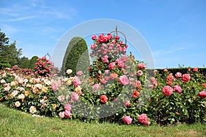 Blossom Roses. Rose Garden With Warm Sunlight