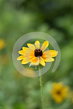 Blossom of a Rudbeckia