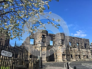 Blossom and a ruined abbey, Stirling