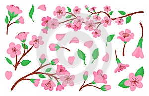 Blossom sakura branches and flowers. Pink cherry tree floral petals. Oriental spring festive, japanese symbol. Blooming