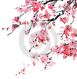 Blossom sakura tree