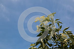 Blossom of Sambucus nigra in the spring