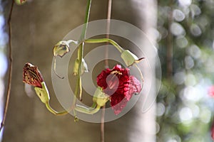 Blossom of the sausage tree or kigelia in close-up, Malta