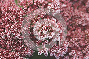 Blossom sedum telephium covered with first hoar frost
