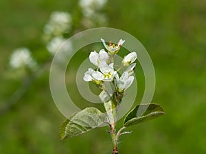 Blossom of serviceberry tree with bokeh background close-up, selective focus, shallow DOF