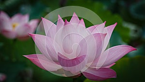 Blossom of Single Lotus