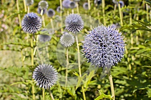 Blossom of a small globe thistle