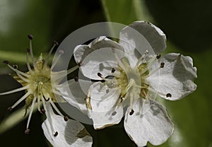 The blossom of a Snow Pear (Pyrus nivalis) in a garden in Suffolk photo