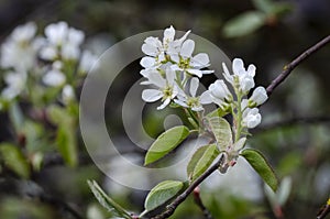 Blossom of snowy mespilus in park