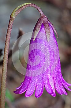 Blossom of Soldanella pusilla photo