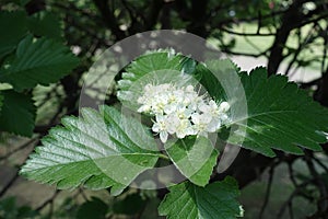 Blossom of Sorbus aria in mid May