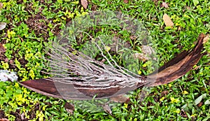 Blossom or spadix of the coconut dry.