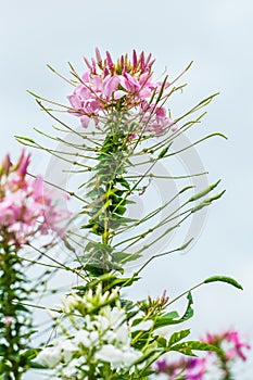 Blossom spider flower