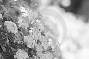 Blossom of Spirea nipponica Snowmound in springtime. White flowers of spirea photo
