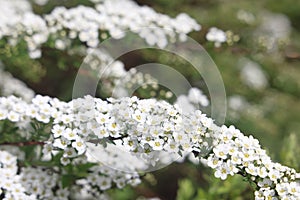 Blossom of Spirea nipponica Snowmound in springtime. White flowers of spirea in garden. Decorative flowering shrubs for photo