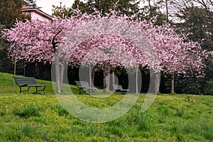 Blossom in spring. Landscape of Prunus Kwanzan pink flowers, tree and bench. Lausanne, Switzerland