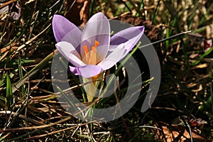 Blossom spring plant crocus. The beginning of spring.
