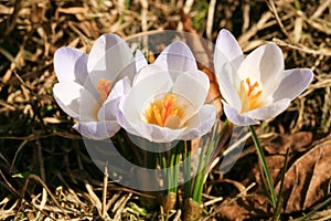 Blossom spring plant crocus. The beginning of spring.
