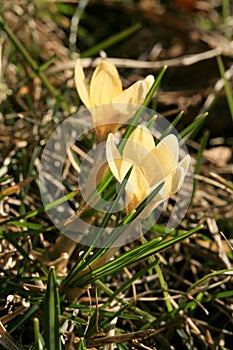 Blossom spring plant crocus. The beginning of spring.