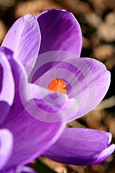 Blossom spring plant crocus. The beginning of spring.