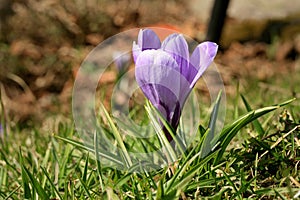 Blossom spring plant crocus. The beginning of spring.