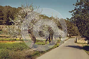 Blossom spring trees along the country road in Ibiza, Spain