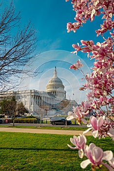 Blossom spring in Washington DC. Capitol building at spring. USA Congress, Washington D.C.